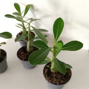 Adenium obesum - Róża Pustyni, Mini Baobab