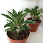 Pachypodium saundersii