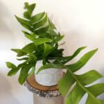 Epiphyllum chrysocardium -kaktus zygzak