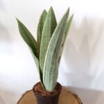 Sansevieria Metallica