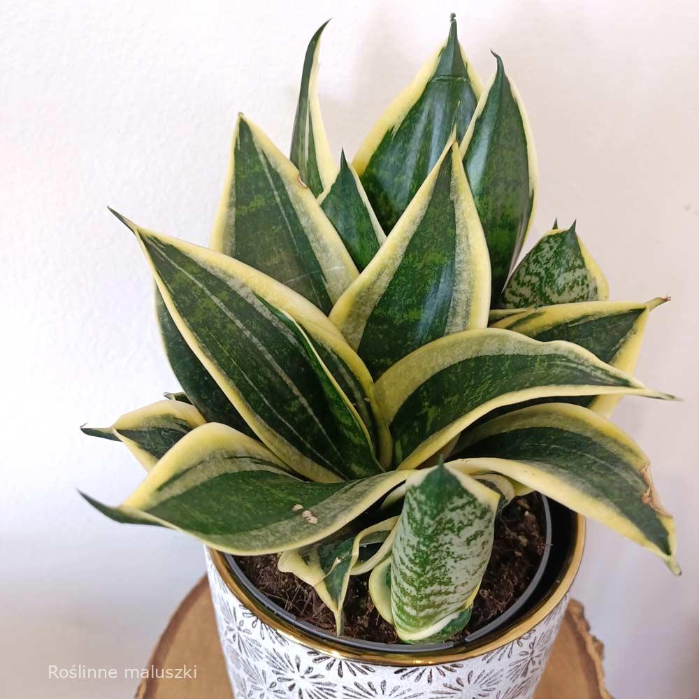 Sansevieria trifasciata Super Hahni