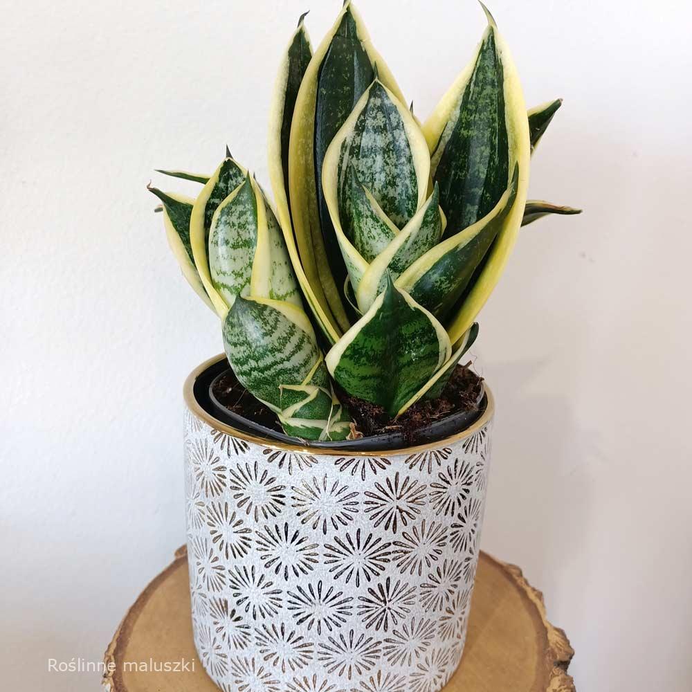 Sansevieria trifasciata Super Hahni