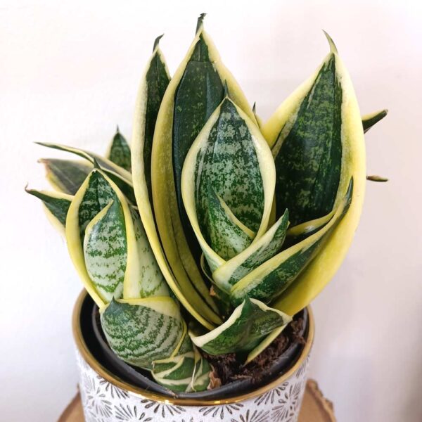 Sansevieria trifasciata Super Hahni