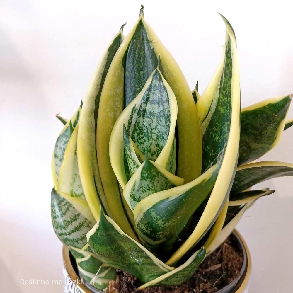 Sansevieria trifasciata Super Hahni