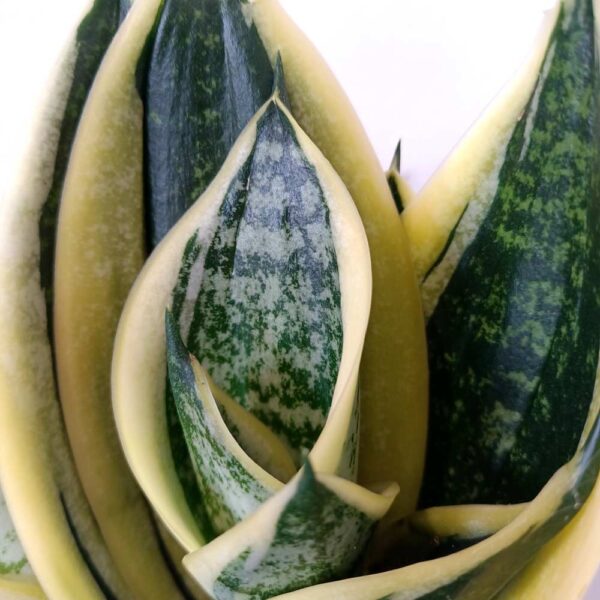 Sansevieria trifasciata Super Hahni