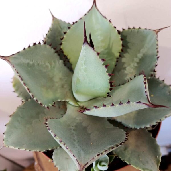 Agave Dragiones (agawa)