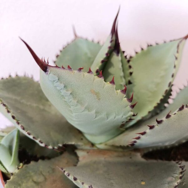 Agave Dragiones (agawa)