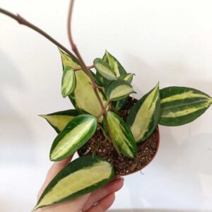 Hoya macrophylla Pot Of Gold