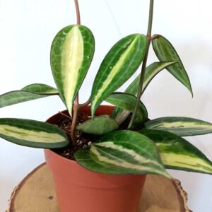 Hoya macrophylla Pot Of Gold