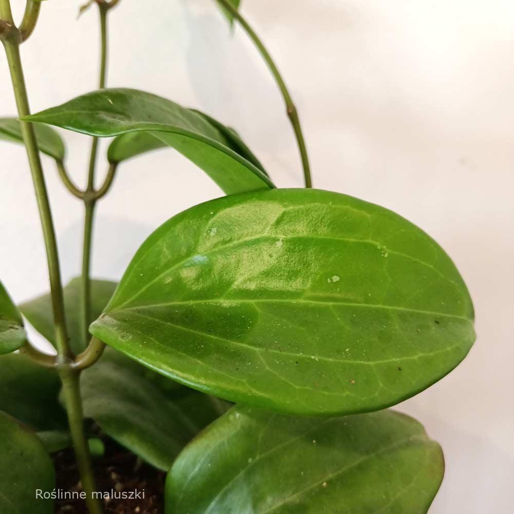 Hoya Quinquenervia