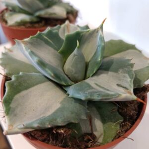 Agave potatorum cv. Ohi-Raijin variegata (agawa)