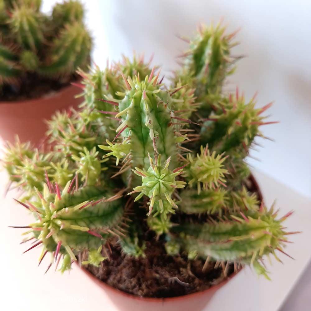 Euphorbia aggregata variegata – wilczomlecz