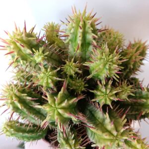 Euphorbia aggregata variegata - wilczomlecz