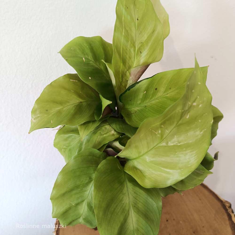 Calathea Yellow Fusion