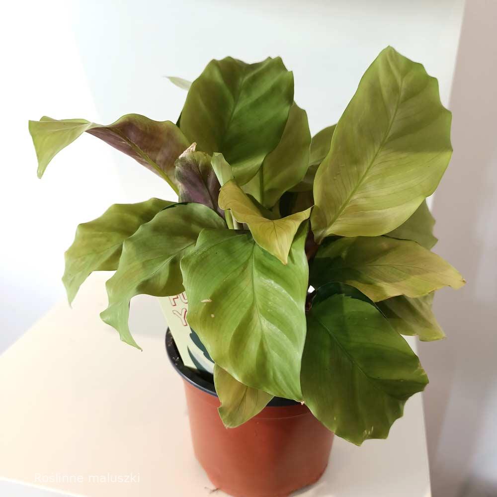 Calathea Yellow Fusion