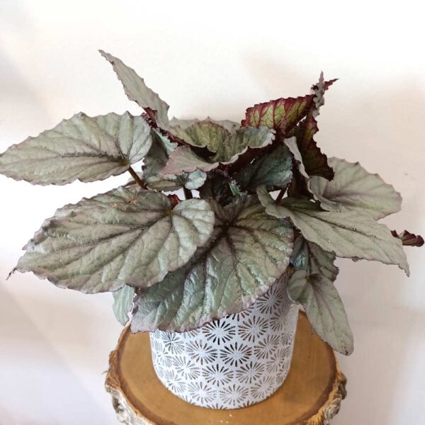 Begonia Magic Colours Bolero