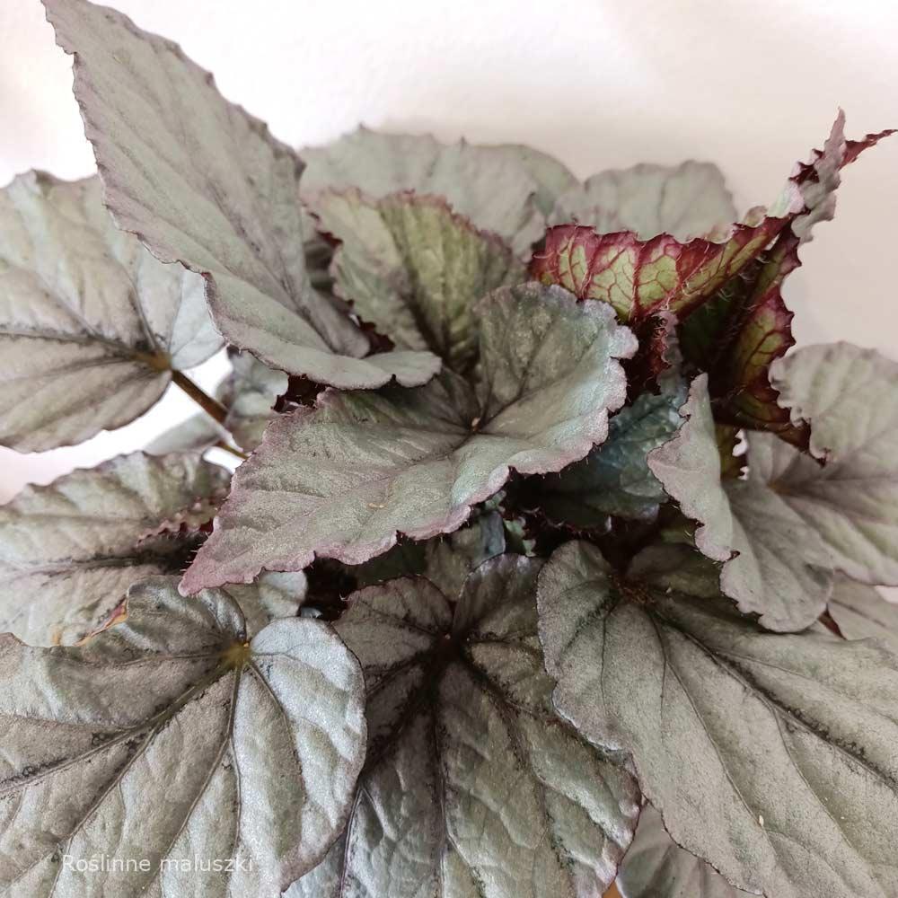 Begonia Magic Colours Bolero