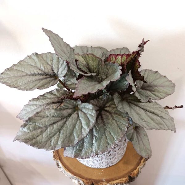 Begonia Magic Colours Bolero