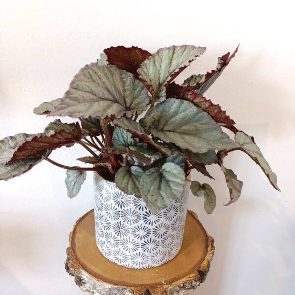 Begonia Magic Colours Bolero