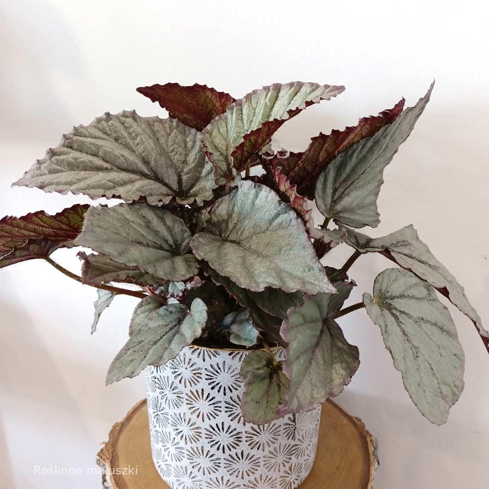 Begonia Magic Colours Bolero