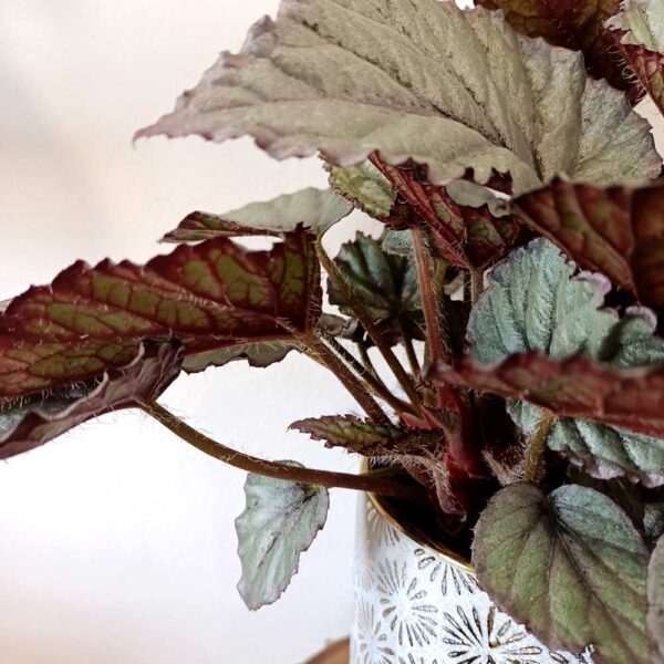 Begonia Magic Colours Bolero