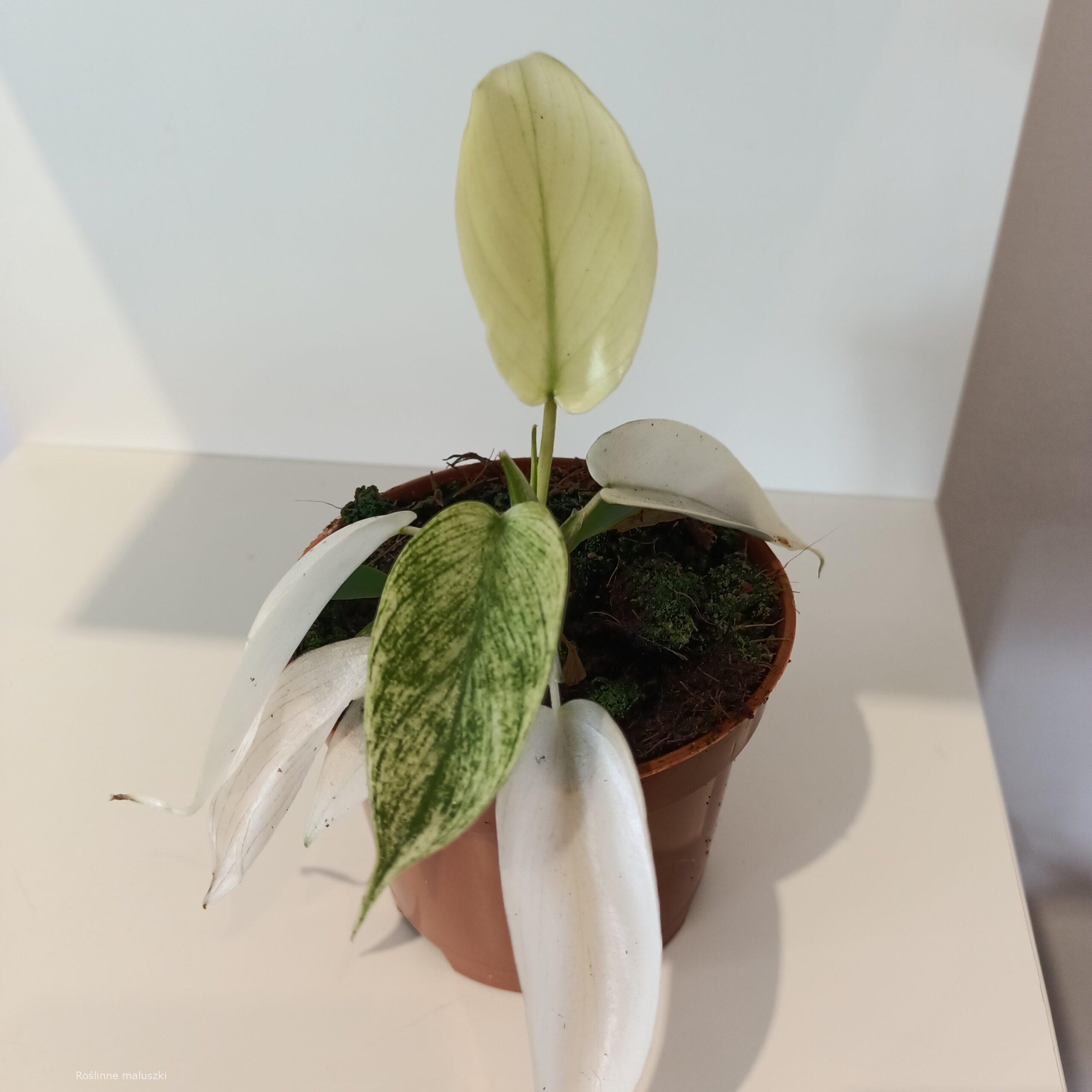 Filodendron Florida Ghost