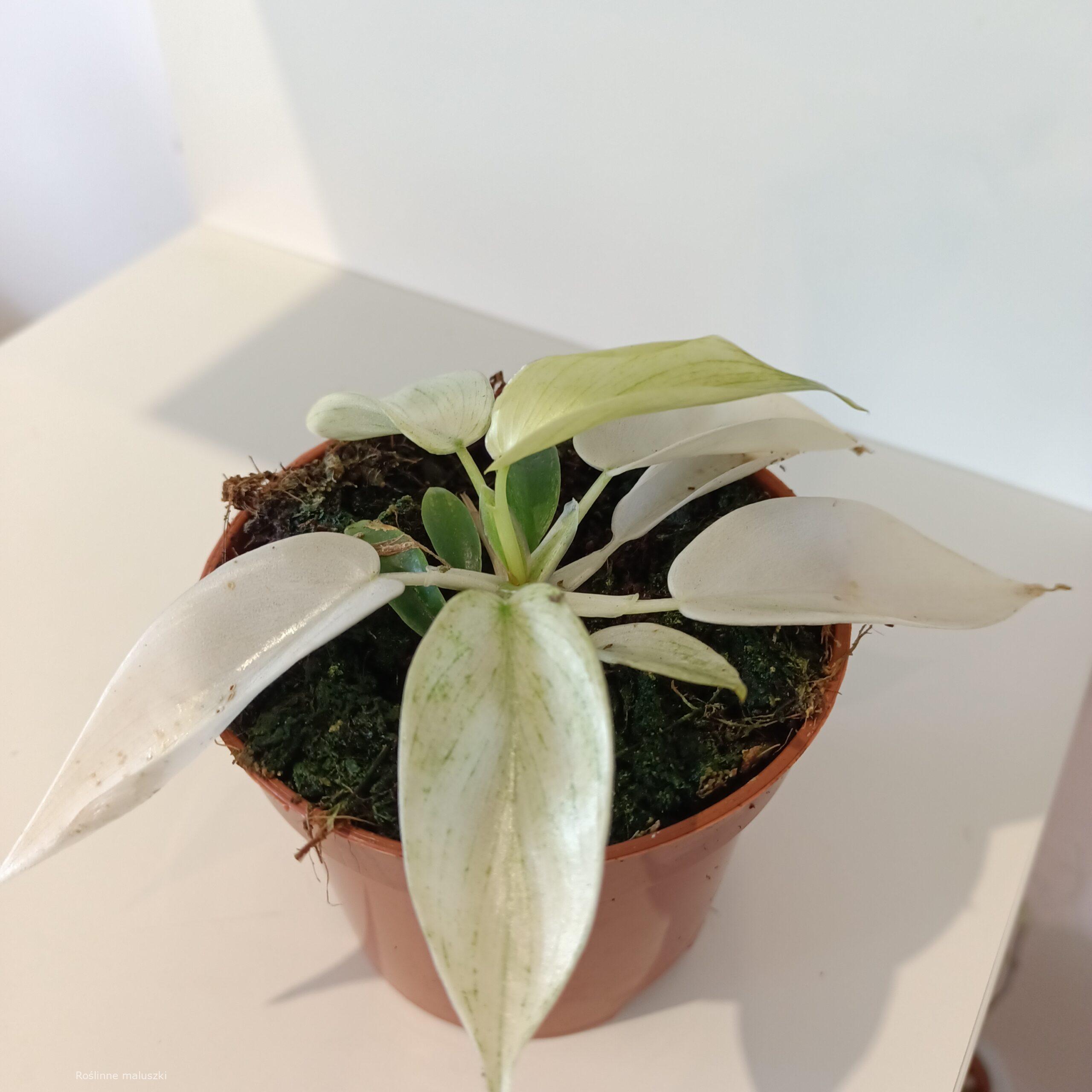 Filodendron Florida Ghost