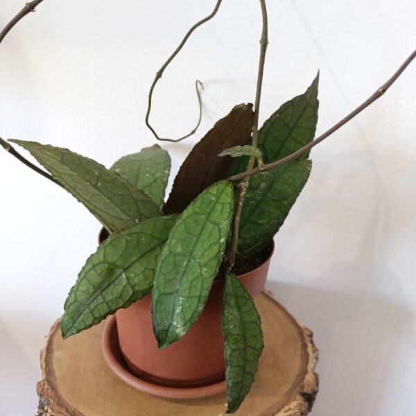 Hoya clemensiorum Dark Leaf