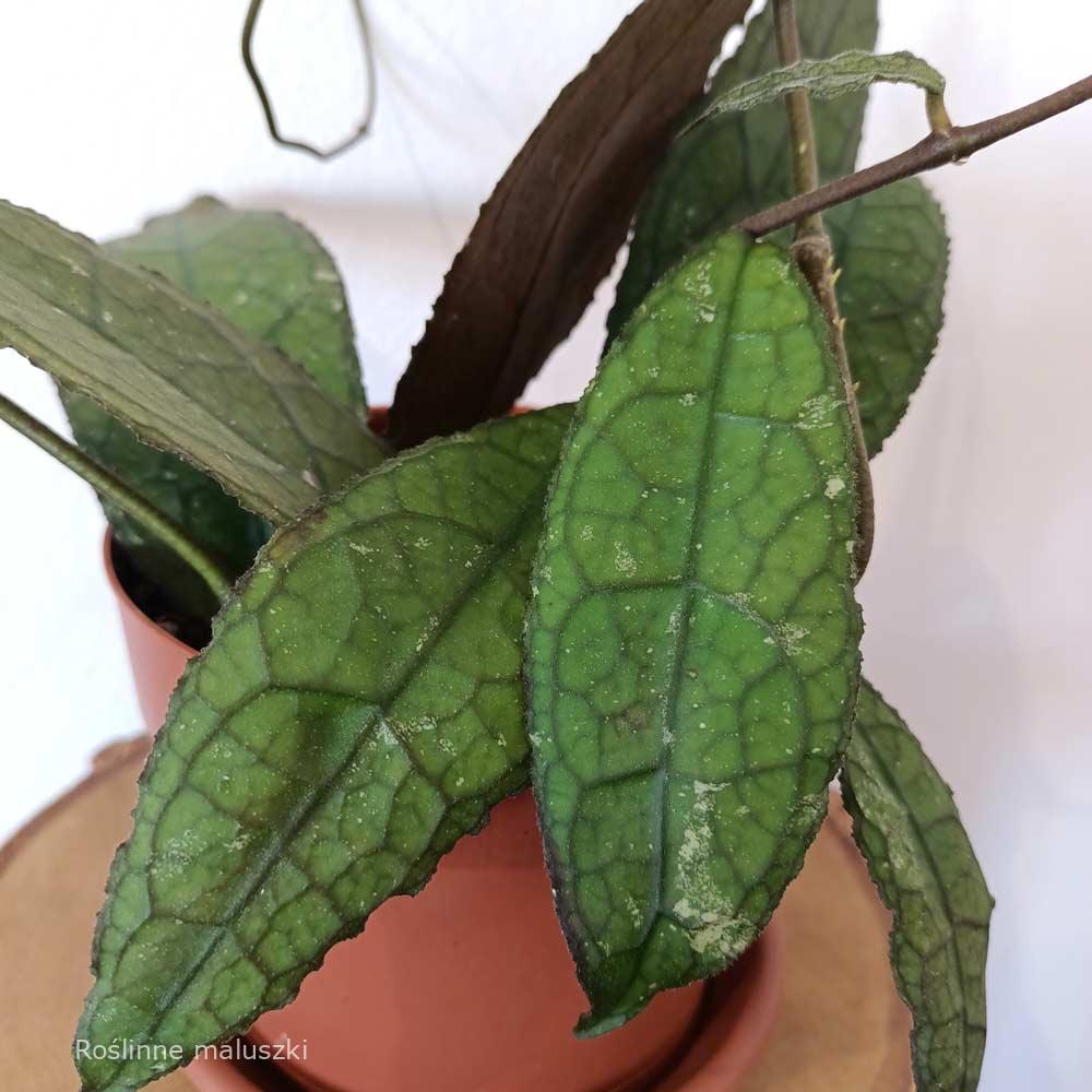 Hoya clemensiorum Dark Leaf