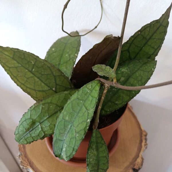 Hoya clemensiorum Dark Leaf