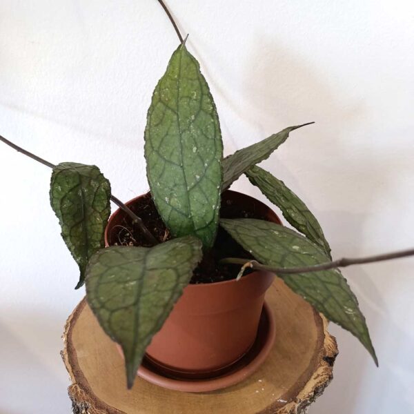 Hoya clemensiorum Dark Leaf