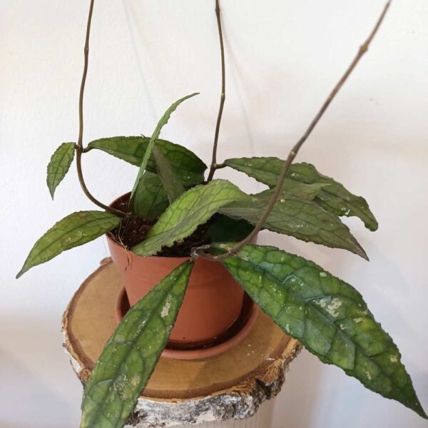 Hoya clemensiorum Dark Leaf