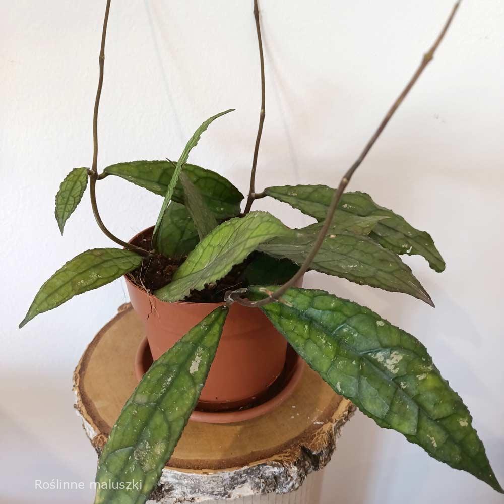 Hoya clemensiorum Dark Leaf