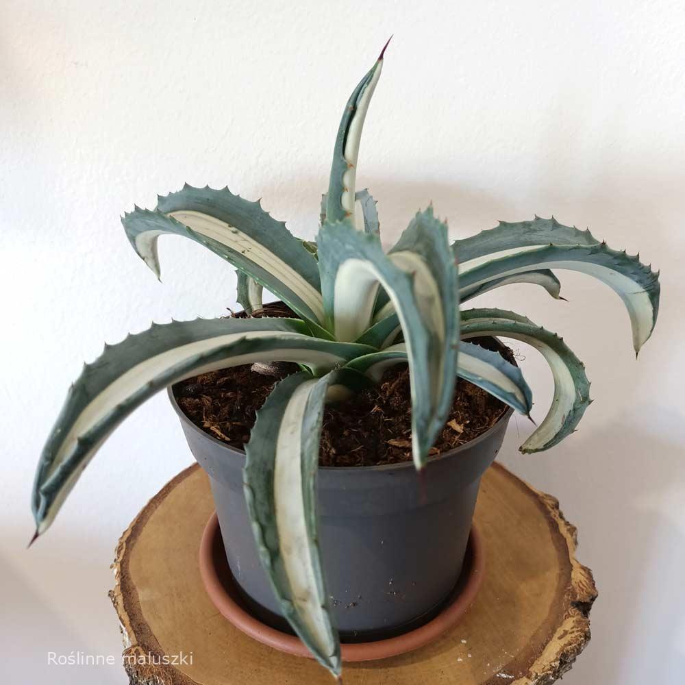 Agave amerciana Mediopicta Alba