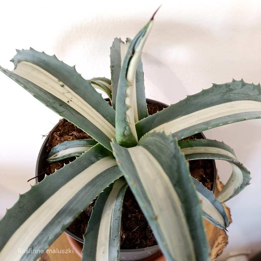 Agave amerciana Mediopicta Alba