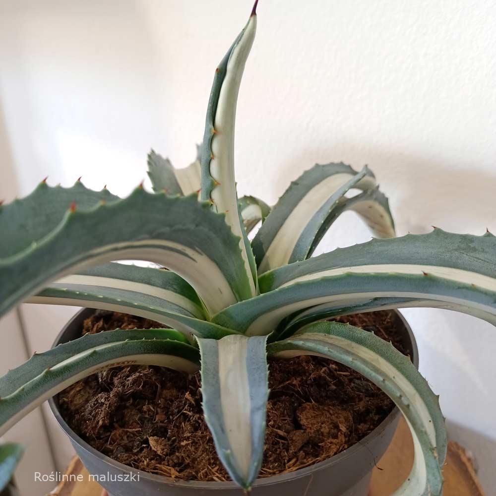 Agave amerciana Mediopicta Alba