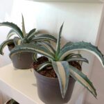 Agave amerciana Mediopicta Alba