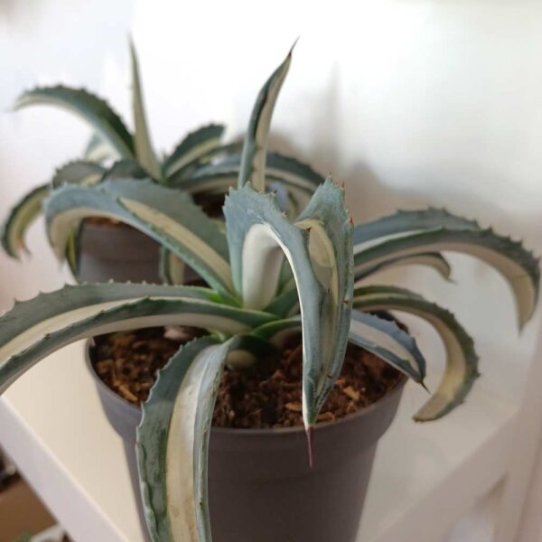 Agave amerciana Mediopicta Alba