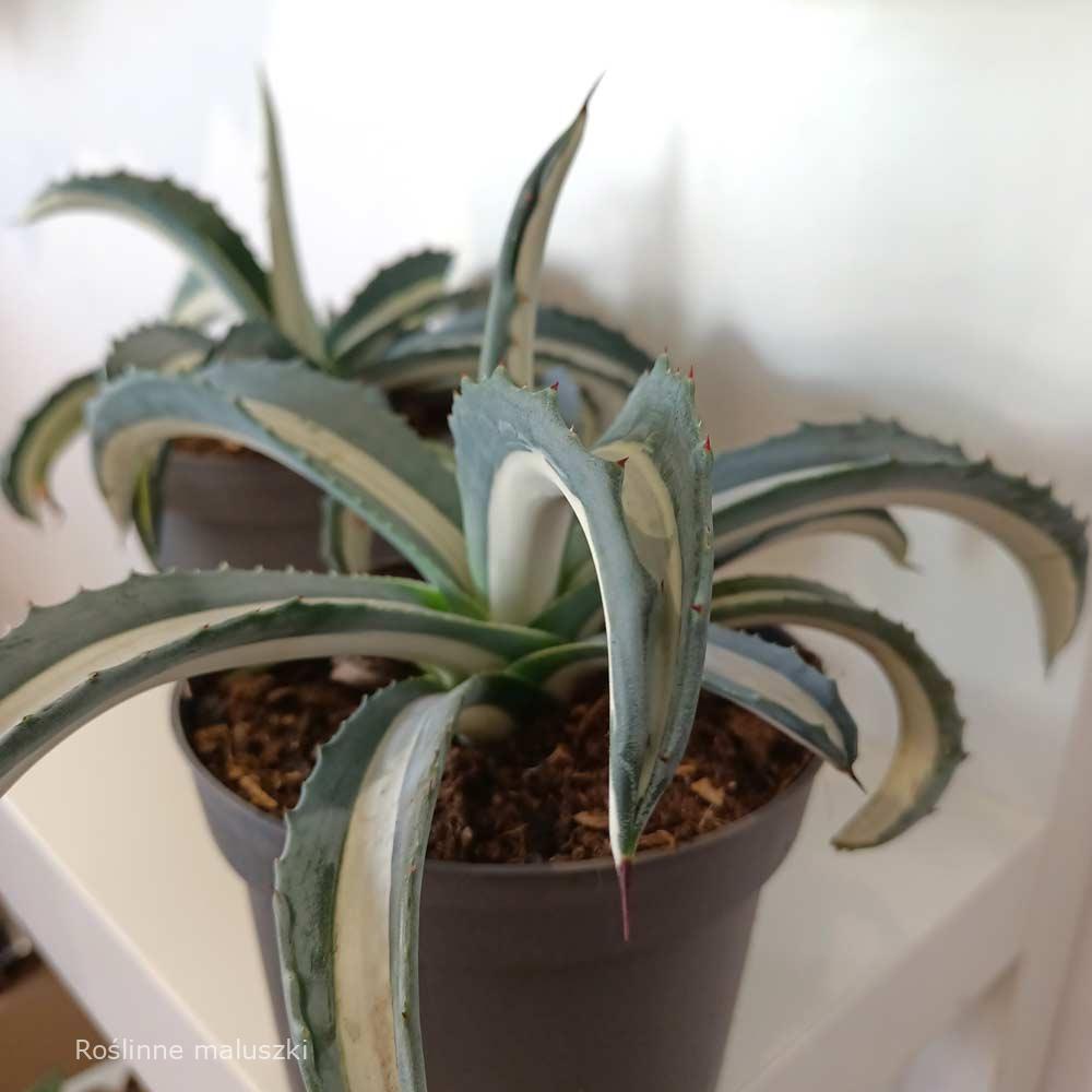 Agave amerciana Mediopicta Alba