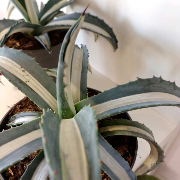 Agave amerciana Mediopicta Alba
