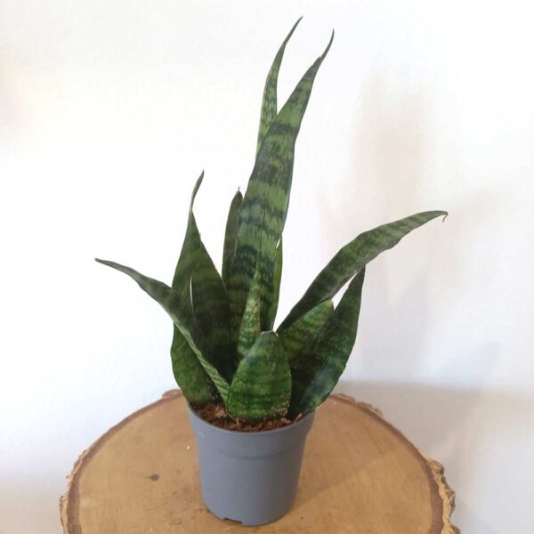 Sansevieria Black Coral