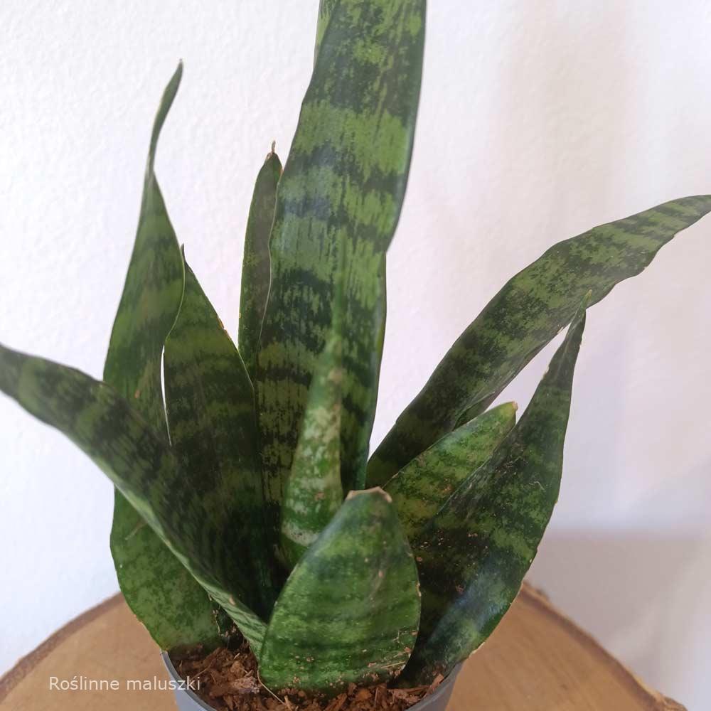 Sansevieria Black Coral