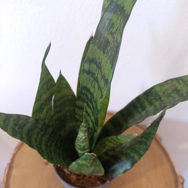 Sansevieria Black Coral