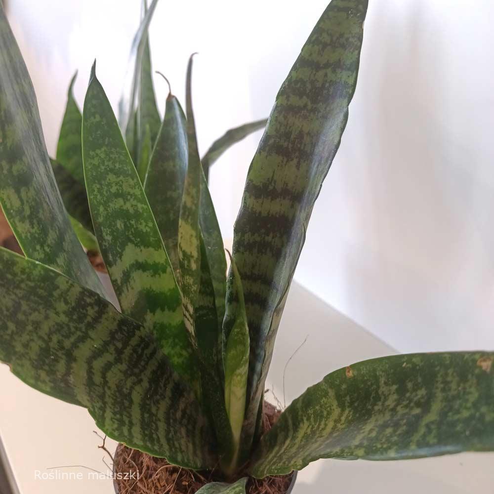 Sansevieria Black Coral