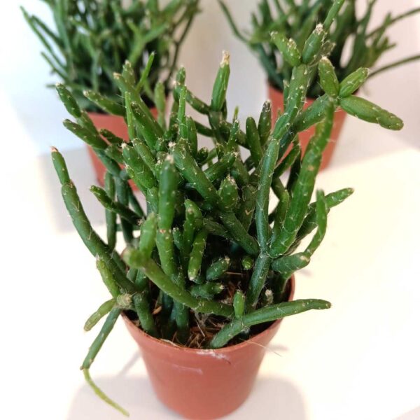 Rhipsalis Burchellii (patyczak)