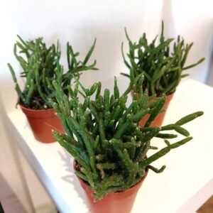 Rhipsalis Burchellii (patyczak)