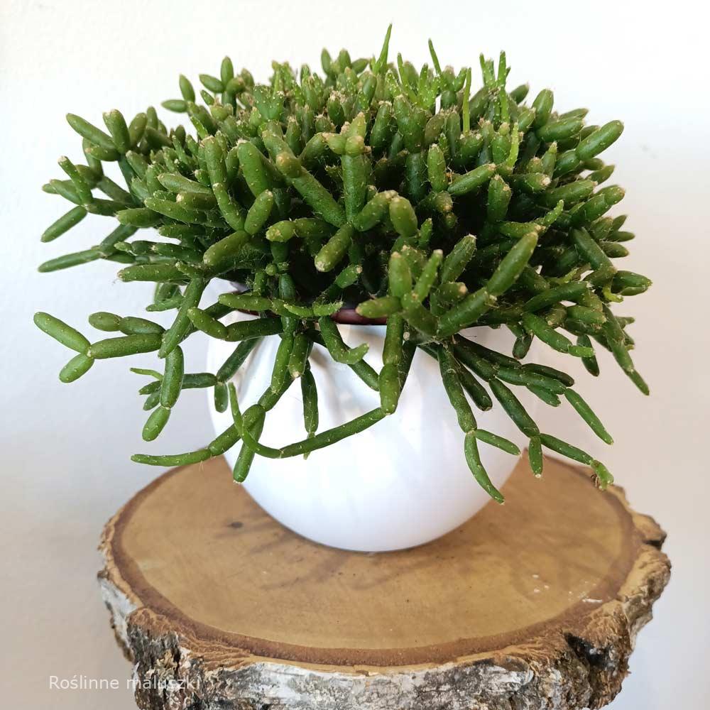 Rhipsalis Burchellii (patyczak)