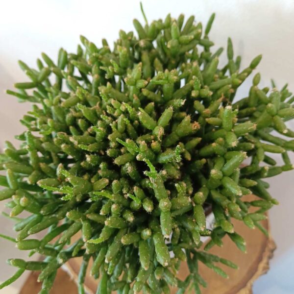 Rhipsalis Burchellii (patyczak)