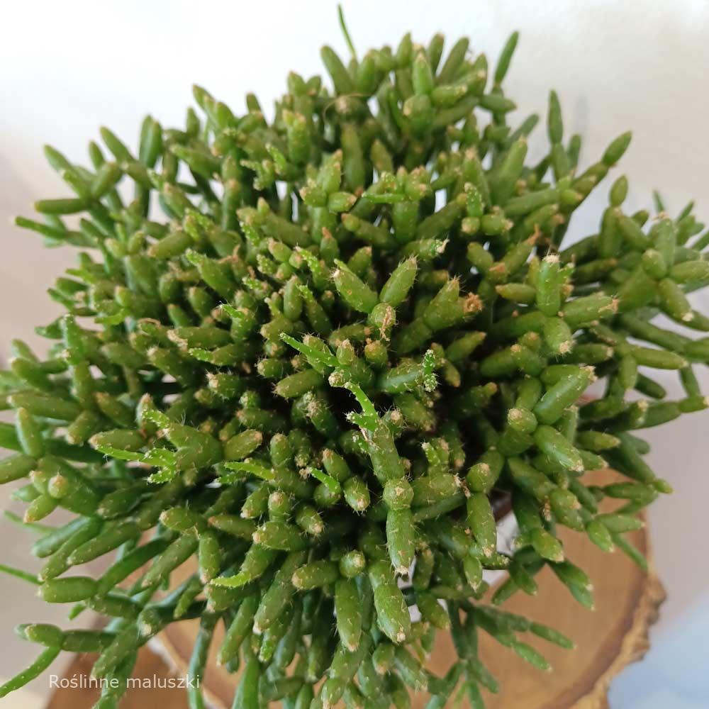 Rhipsalis Burchellii (patyczak)