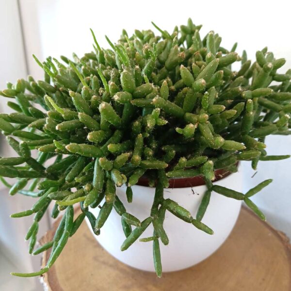 Rhipsalis Burchellii (patyczak)